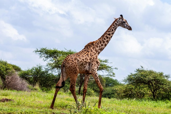 Amboseli Cheap Safaris