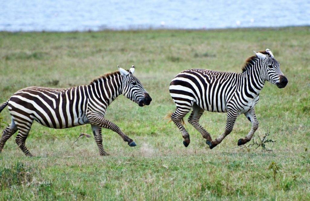 Amboseli Safari - Nairobi, Lake Nakuru, Lake Naivasha, Masai Mara - Min 8 Days 7 nights