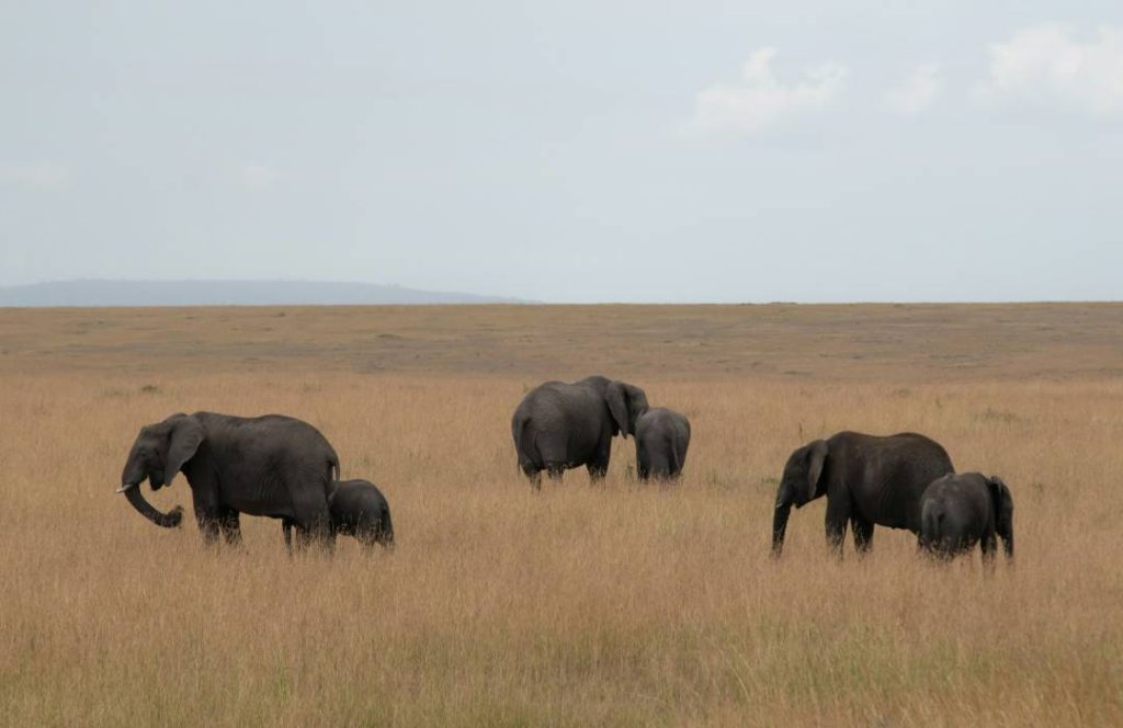 Amboseli Safari - Tsavo, Mombasa - Min 7 Days 6 Nights