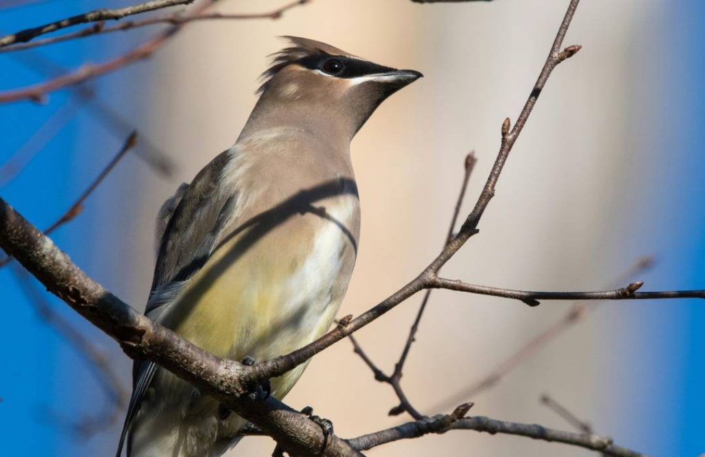 Bird Watching Safaris - Aberdare Cottages and Fishing Lodge, Murang’a