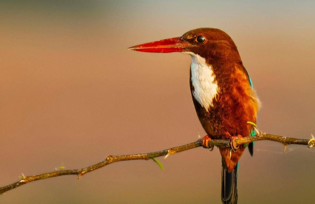 Bird Watching Safaris - Nairobi National Park, Nairobi