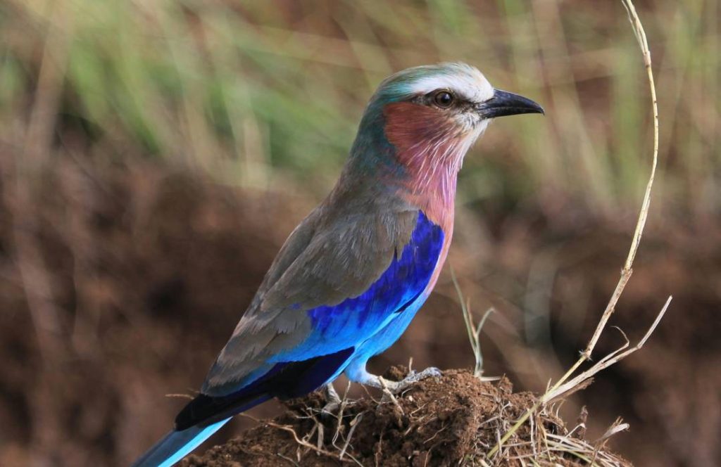 Bird Watching Safaris - Ngare Ndare Forest, Timau, Mt. Kenya