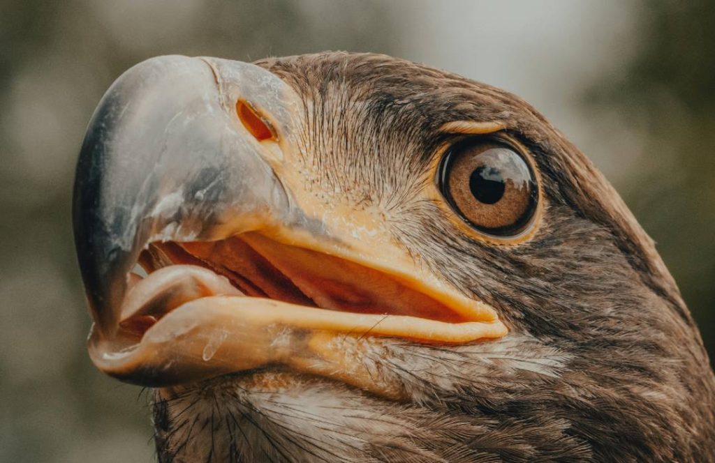 Bird Watching Safaris - Sarova Lion Hill Lodge, Lake Nakuru National Park