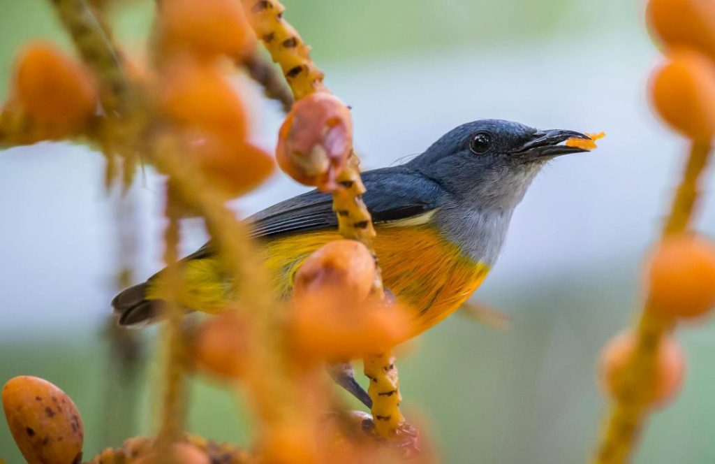 Bird Watching Safaris - Sopa Lodge, Lake Naivasha