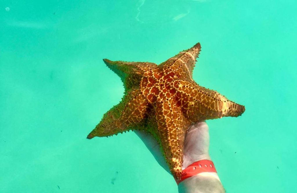 Boat Tours - Marine Life, Glass Bottomed Boat Day Trip, Watamu