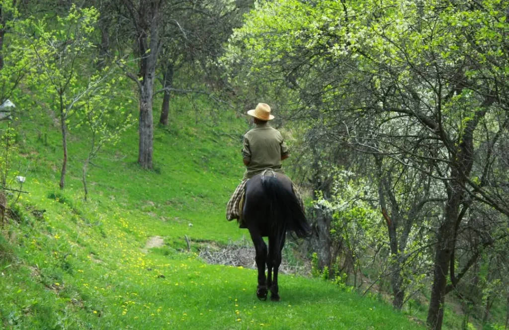 Horse Riding Tours - The Forest Kereita Limuru