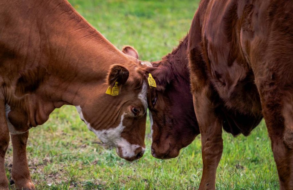 Kenya Festival Events Tours - Bull Fighting Festivals - Western Kenya