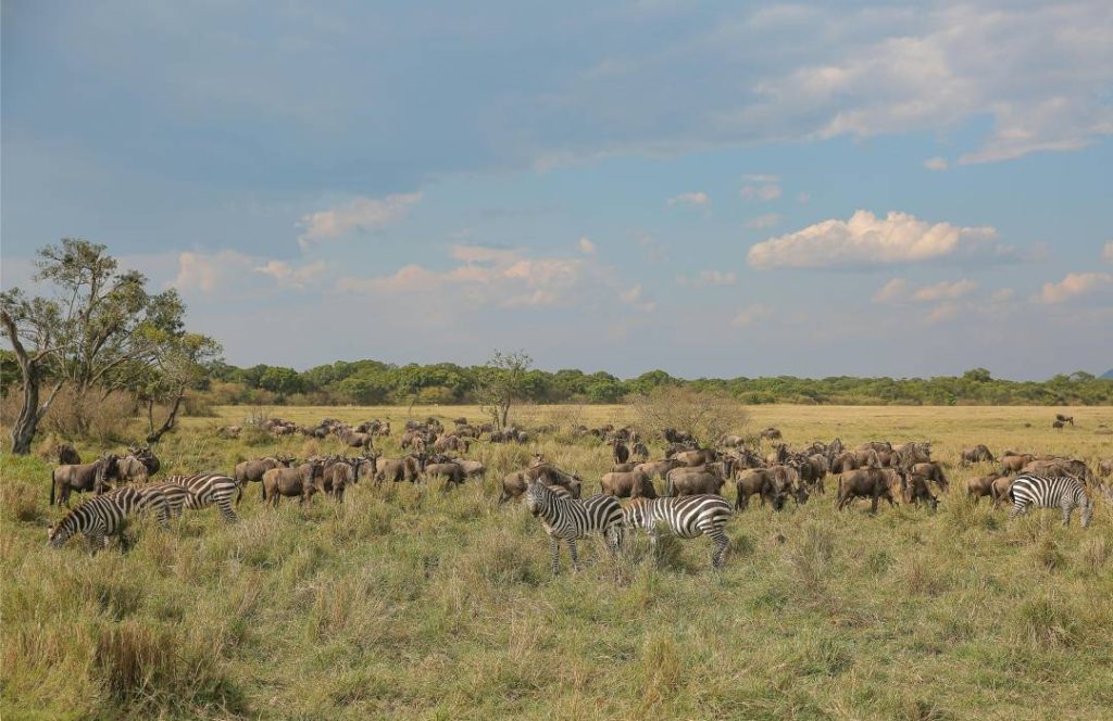 Kenya Flying Safaris - Masai Mara Hotels & Lodges, Masai Mara Park