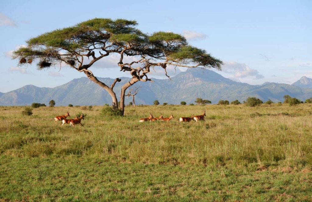 Kenya Flying Safaris - Samburu Hotels & Lodges, Samburu Park