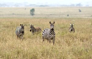 Kenya Flying Safaris - Tsavo Hotels & Lodges, Tsavo East & West Park - Tsavo Flying Safaris
