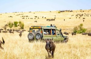 Baecation Adventures Safari Vans for hire to Masai Mara Safari
