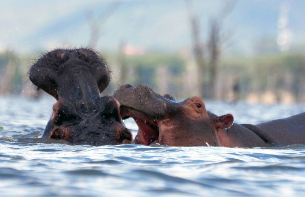 Lake Naivasha Safari - Lake Nakuru, Mt. Kenya, Samburu, Nairobi - 6 Days 5 Nights