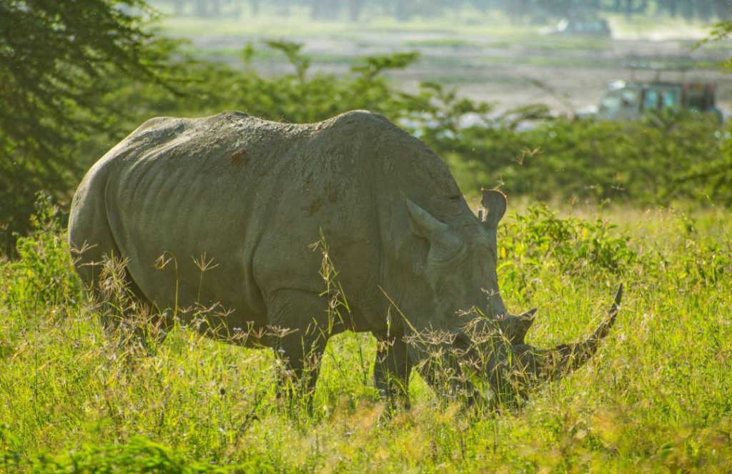 Lake Nakuru Safari - Lake Naivasha, Masai Mara, Nairobi - Min 6 Days 5 Nights