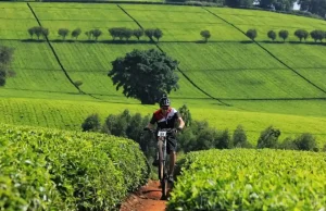 Tea Farms of Kiambu and Tigoni cyling tours Baecation Cycling Tigoni Tea Farm Tours