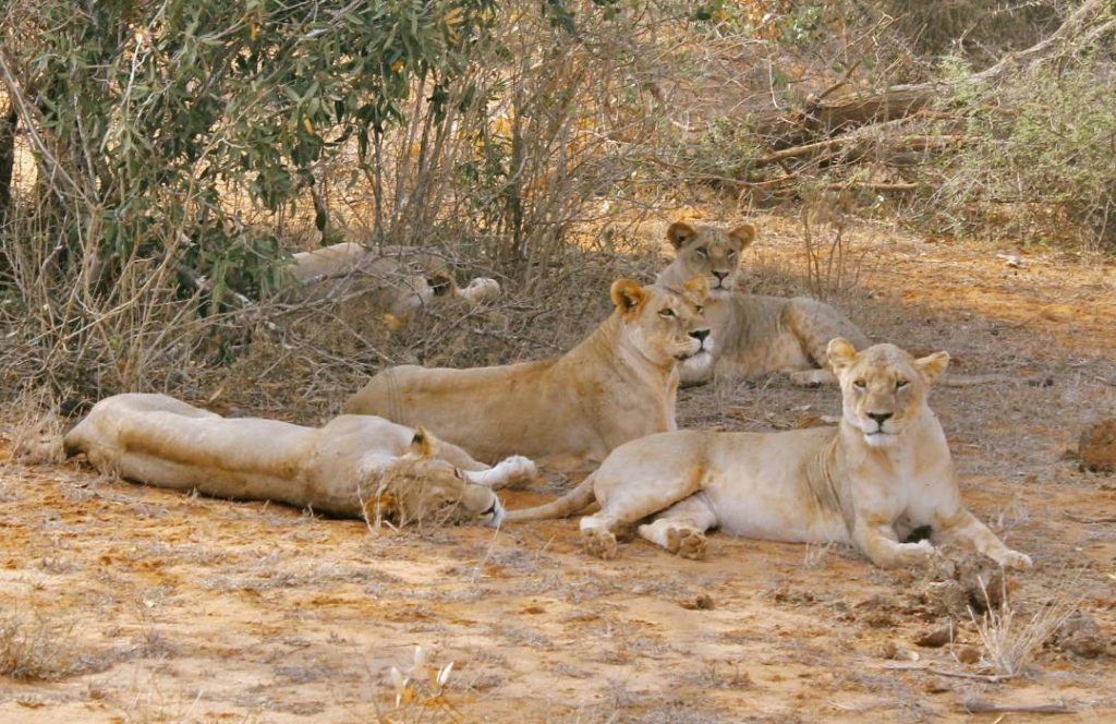 Tsavo Safari - Amboseli, Nairobi, Lake Nakuru, Lake Naivasha, Masai Mara Min 10 days 9 Nights