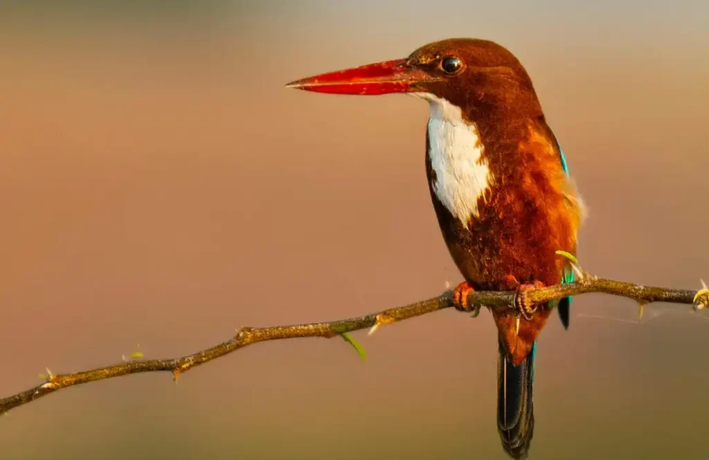 Bird Watching Safaris - Amboseli - Min 3 days 2 nights