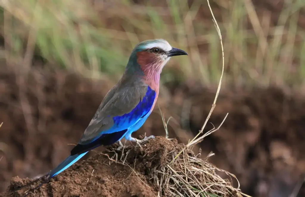 Bird Watching Safaris - Masai Mara - Min 3 days 2 nights