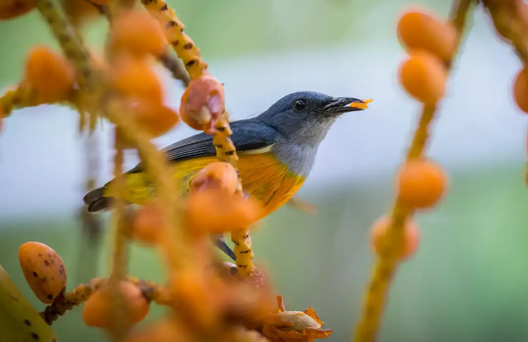 Bird Watching Safaris - Nairobi National Park - Day Tours