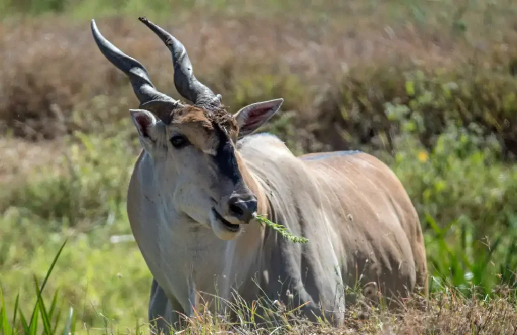 Conservancy & Rare Species Safaris - Mt. Kenya, Ol Pejeta, Solio Ranch - Min 4 Days 3 Nights