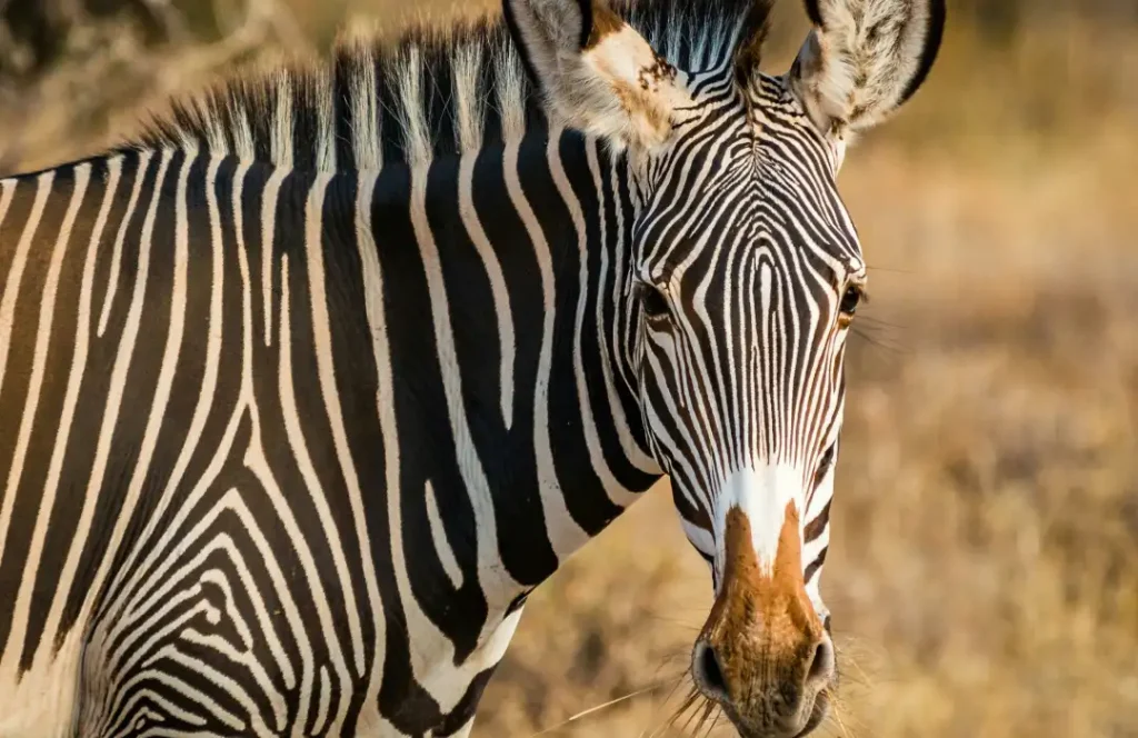 Conservancy & Rare Species Safaris - Samburu - Min 3 days 2 Nights