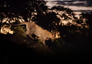 Night Safari Game Drive 