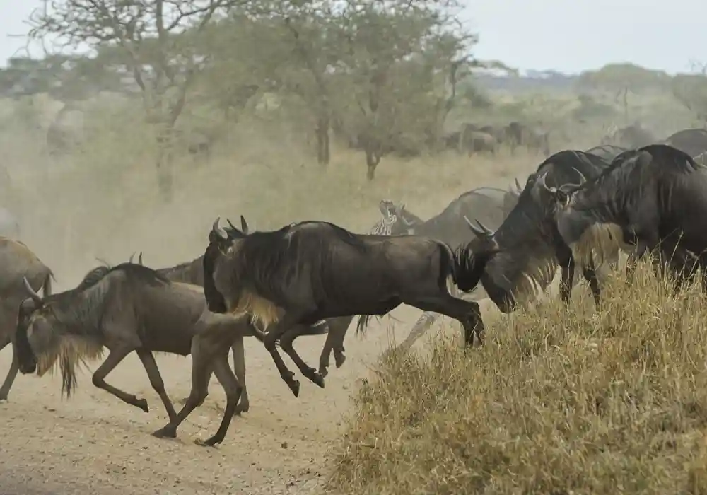 great wildebeest migration