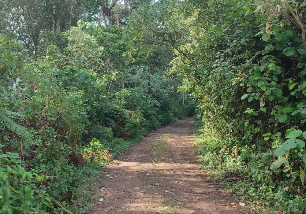 Hiking Tours - Gatamaiyu Forest