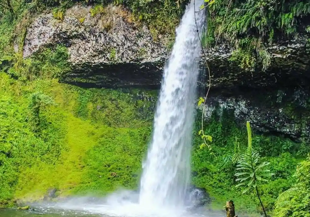 Hiking Tours - Njigari Forest