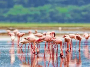 Lake Nakuru flamingos safaris and tours