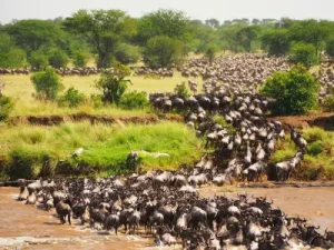 Maasai Mara wildebeest migration safaris and tours