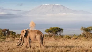 Amboseli National Park Safari Adventures in Kenya top - Baecation