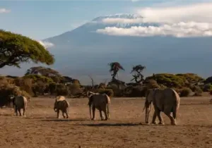 Amboseli-national-park-baecation-adventures