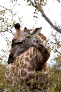 Amboseli Tours with Baecation Adventures