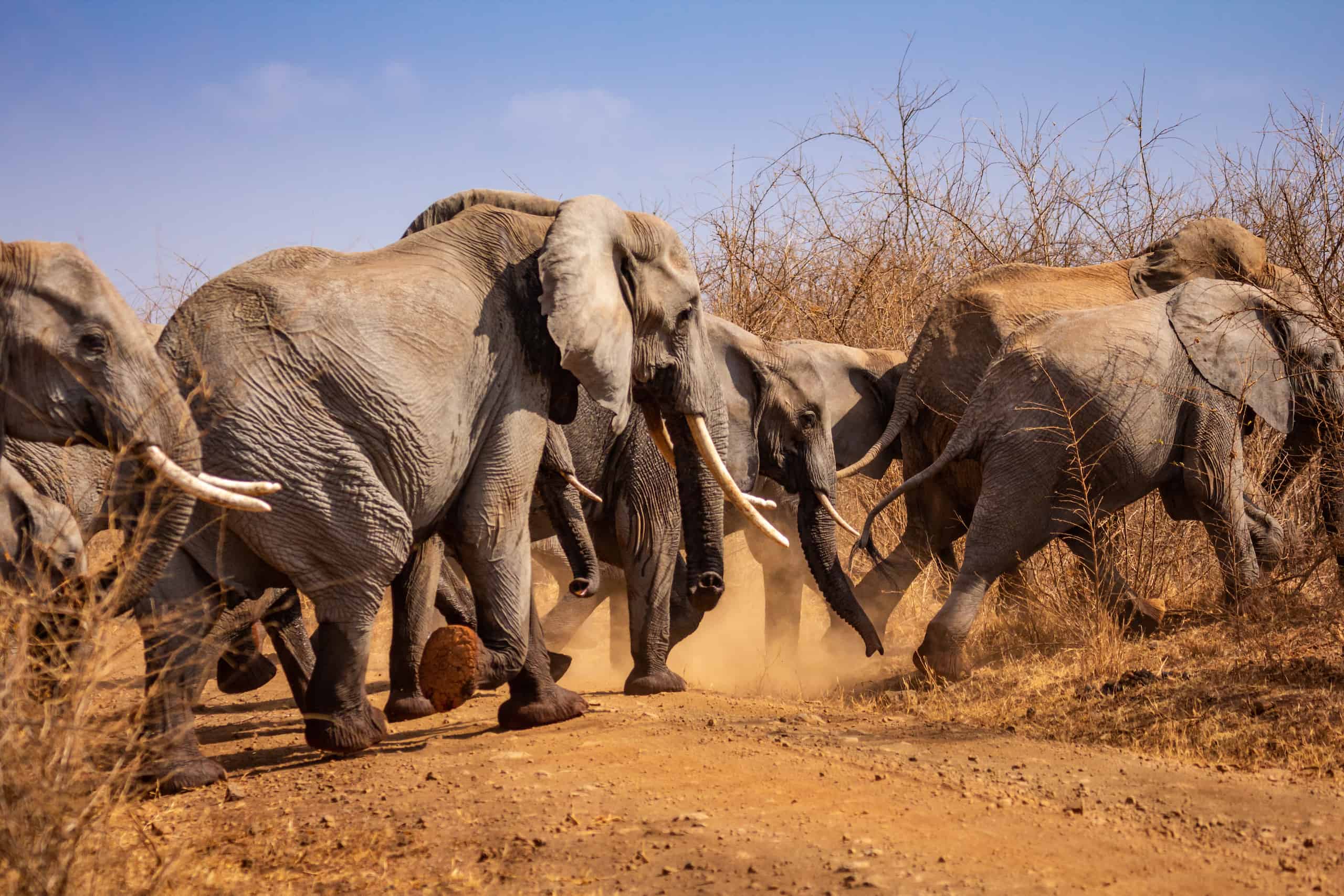 Bisanadi-National-Park-safaris