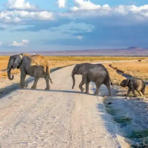 Elephants-Baecation-Adventures-Amboseli-Safaris