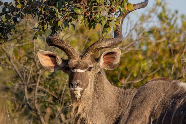 Interesting-Facts-About-the-Greater-Kudu