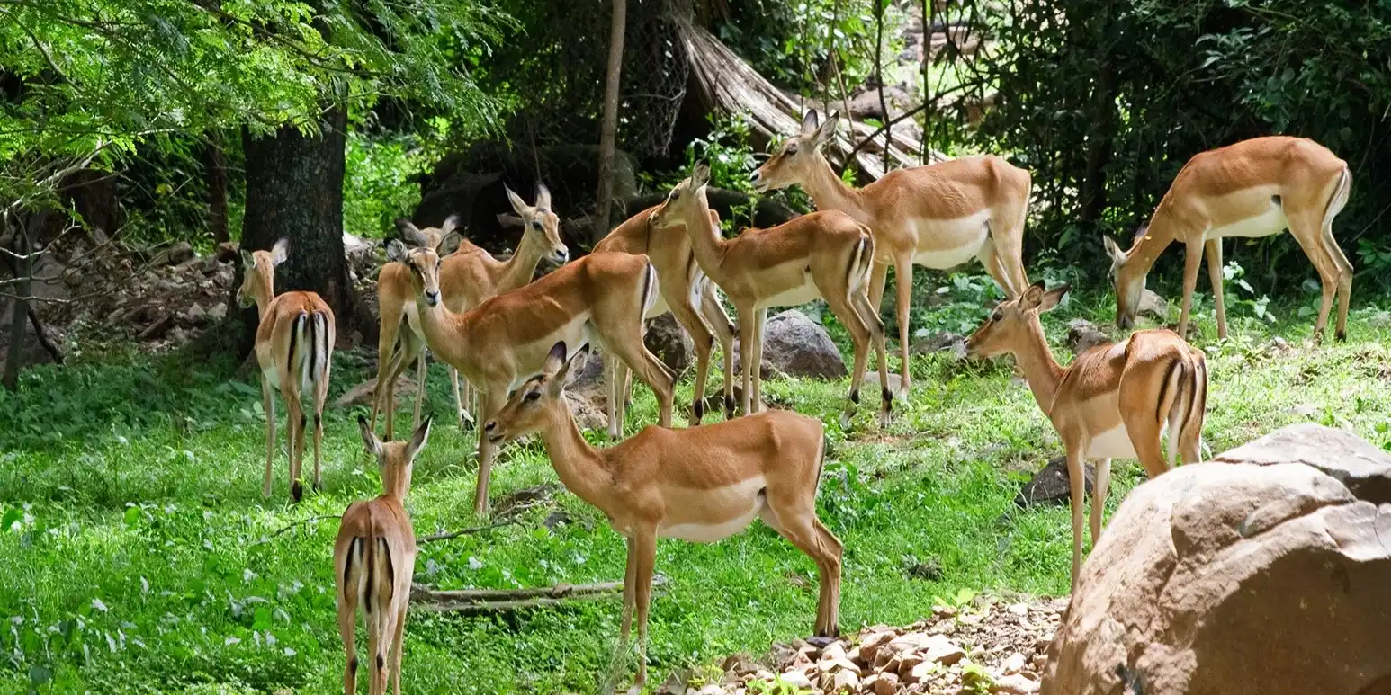 Kisumu-impala-sanctuary entry fee (1)