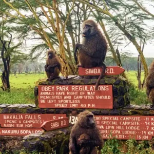 Lake Nakuru Park Tours - Baecation Adventures Kenya