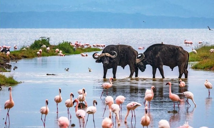 Lake-Nakuru-National-Park-entry fee