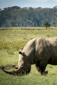 What animals are in Lake Nakuru - Lake-Nakuru-National-Safaris-Baecation-Adventures