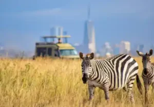 Nairobi National Park Game Drives Van Charges Prices