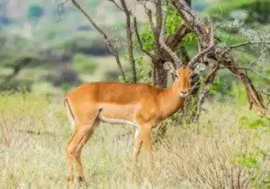 Samburu-National-Park-Baecation-Adventures