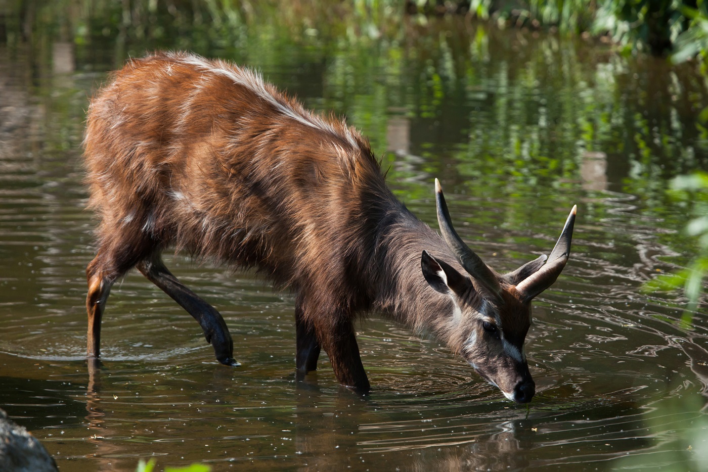 Sitatunga-antelope-safari