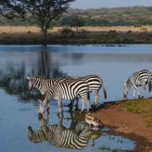 are personal cars allowed in nairobi national park