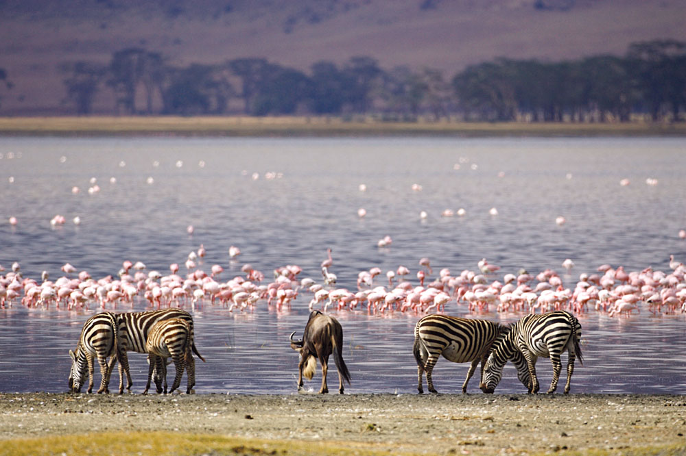 bird watching tours in nakuru