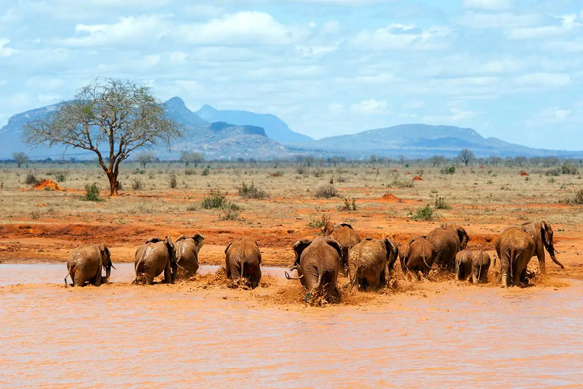 desert wildlife tours in kenya