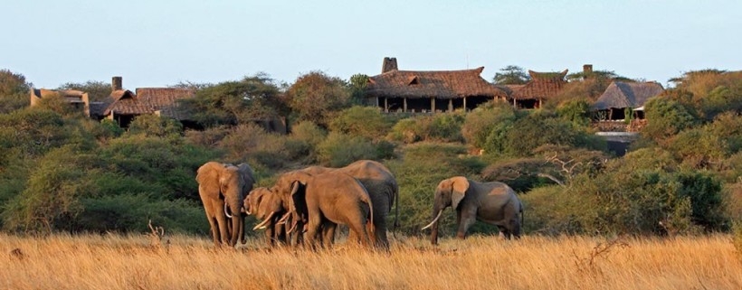 elephant safaris in kenya