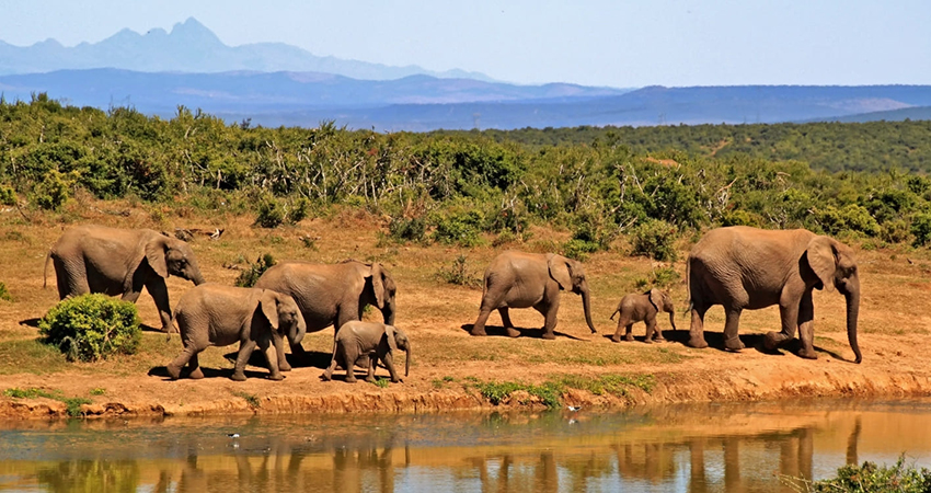 marsabit national reserve entry fee