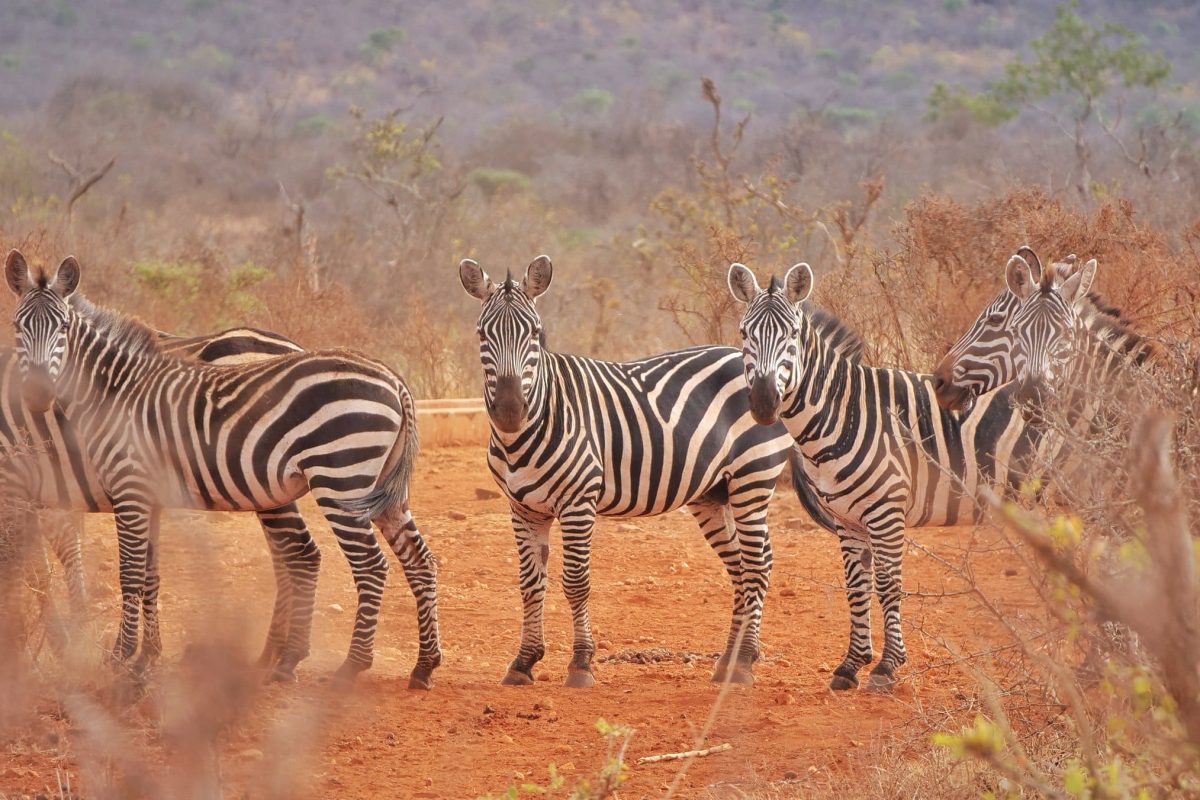 mwea national reserve safaris