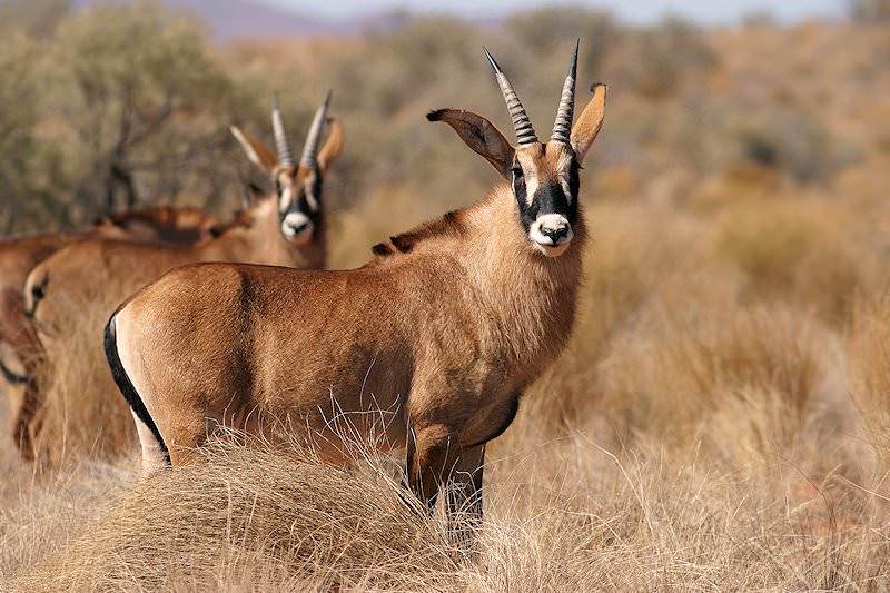 roan-antelope-viewing safari